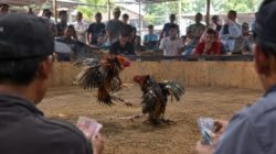 Judi sambung ayam diduga kebal hukum di Dusun Tangkilan, Desa Padangan, Kayen Kidul, Kediri.