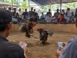 Judi sambung ayam diduga kebal hukum di Dusun Tangkilan, Desa Padangan, Kayen Kidul, Kediri.